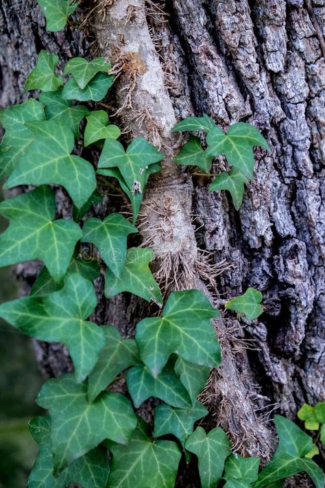 English Ivy on Tree. English ivy climbing and clinging on to an oak tree , #Aff, #Tree, #ivy, #English, #Ivy, #oak #ad Ivy Tree, Geometry In Nature, Ivy Oak, English Ivy, Ivy Plants, Natural Structures, Tree Forest, Draw On Photos, Oak Tree