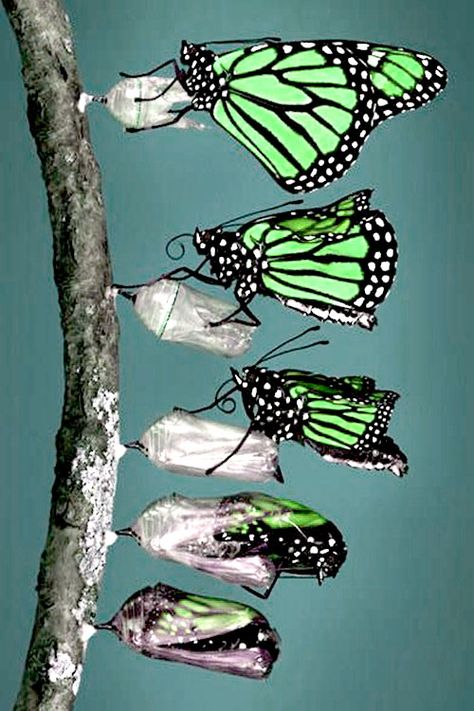 5 key steps in Groundswell: 1. Listen 2. Communicate 3. Energize 4. Support 5. Harness Monarch Butterfly Garden, Butterfly Metamorphosis, Weird Insects, Butterfly Chrysalis, Butterfly Garden Plants, Monarch Caterpillar, Growth And Decay, Monarch Butterflies, Garden Angels