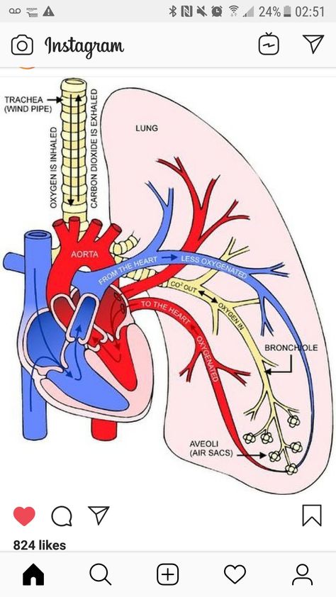 Types Of Heart, Emt Study, Heart Diseases, Basic Anatomy And Physiology, Heart Anatomy, Medical Student Study, Nursing School Survival, Human Body Anatomy, Nursing School Studying