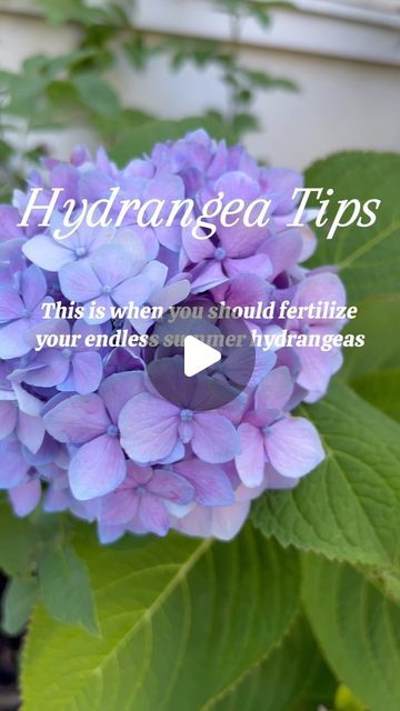 Sasha | Interior Design & Gardening | These are the most important tips for fertilizing endless summer hydrangeas ⬇️

🌸 Endless summer hydrangeas are a type of macrophylla... | Instagram Macrophylla Hydrangea, Summer Hydrangea, Endless Summer Hydrangea, Hydrangea Care, Gardening Hacks, Gardening Flowers, The Farmer, Gorgeous Gardens, New Growth