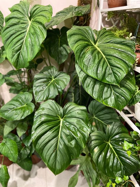 Philodendron Pastazanum, Philodendron Varieties, Philodendron Plant, Household Plants, Plant Decor Indoor, Plant Identification, Plant Aesthetic, Monstera Plant, Room With Plants