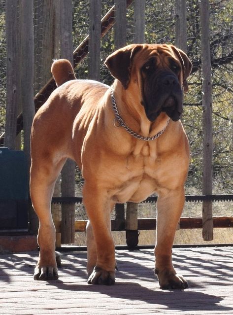 BJL DANJA Borebole Dog, Boerboel Mastiff, African Boerboel, Big Dog Breeds, Cane Corso Dog, Corso Dog, Bulldog Breeds, Scary Dogs, Huge Dogs