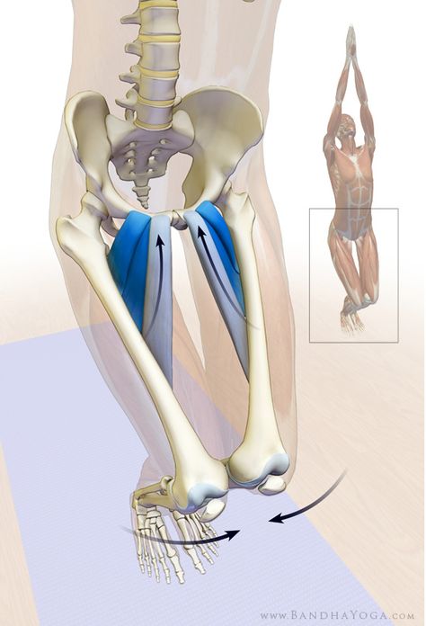 adductor muscles in yoga, synergizers in yoga, coactivating the pectineus, longus, brevis in Utkatasana Adductor Longus Muscle, Adductor Longus, Bandha Yoga, Adductor Muscles, Yoga Muscles, Human Muscle Anatomy, Fascia Lata, Yoga Master, Leg Bones