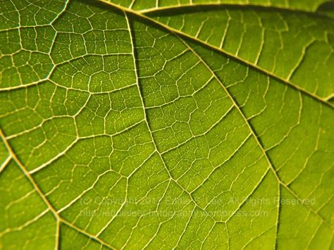 Cucumber Art, Ranunculus Painting, Green In Nature, Macro Images, Plant Biology, Bee Cottage, Green Is My Favorite Color, College Project, Green Scenery