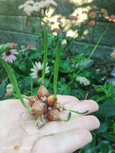 How to Grow Egyptian Walking Onions—The Weirdest Onion Around Walking Onions, Garden Therapy, Perennial Vegetables, Easy Plants To Grow, Perennial Herbs, Food Forest, Garden Yard Ideas, Easy Plants, Fall Plants