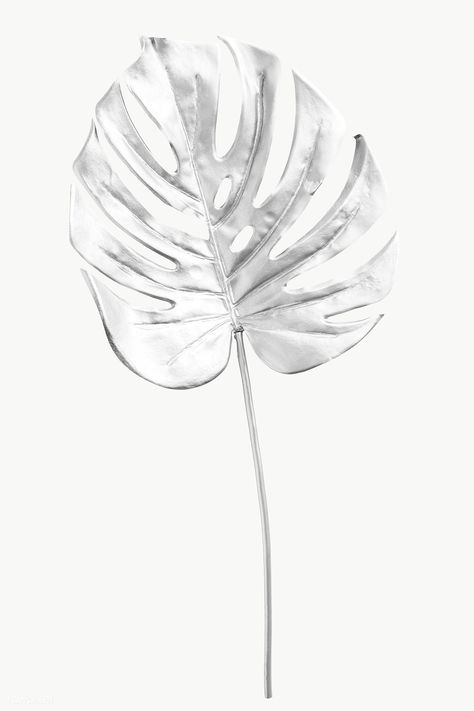 Monstera leaf painted in silver design element | free image by rawpixel.com / Teddy Rawpixel Silver Leaf Wallpaper, Everlasting Bouquet, Silver Plant, Plant Background, Silk Bouquet, Silver Background, Silver Leaves, Monstera Plant, Leaf Background