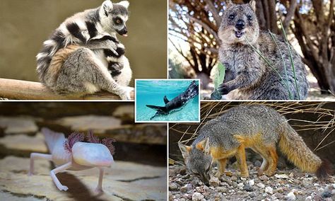 Animals that can only be found in specific areas of the world #DailyMail Small Island, The Land, A Cat, Kangaroo, Fox, Texas, California, Canning, The World