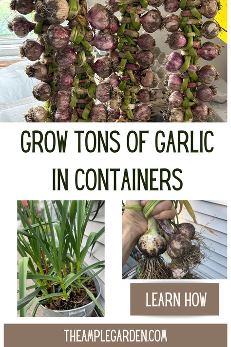 🌱🧄 Grow Garlic Anywhere! 🌿🪴 Transform your small space into a garlic haven with container gardening. Plant, water, and watch your flavorful bulbs thrive, bringing fresh aroma and taste to your kitchen creations. #ContainerGardening #GarlicMagic 🌿🧄 Growing Garlic In Water, Grow Garlic In Containers, Growing Garlic In Containers, Garlic In Containers, Grow Garlic, Hardneck Garlic, Planting Garlic, Growing Garlic, Family Restaurant