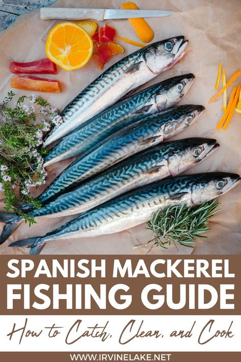 In this article, we will take you through everything you need to know about Spanish Mackerel, from catching them to preparing them for eating. Mackerel Recipes, Spanish Mackerel, Easy Fish Recipes, Types Of Fish, Fishing Guide, Freshwater Fishing, Saltwater Fishing, Fish Recipes, Need To Know