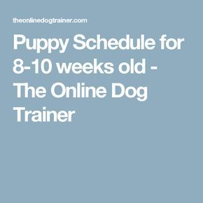 Puppy Schedule for 8-10 weeks old - The Online Dog Trainer