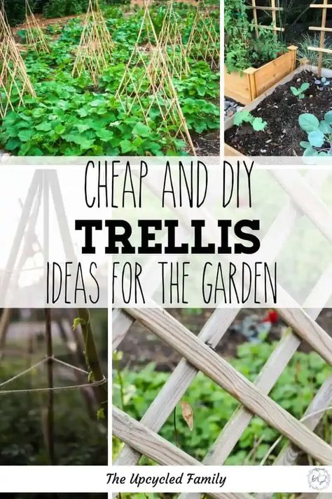 Garden trellis allows you to grow up instead of out, helping you grow more in a limited space. No need to spend a ton on buying a bunch of trellis or plant supports, when you can build or DIY your own for much less money. #gardentrellis #diy #ideas #cheap #arch #vegetable #metal #hoop #theupcycledfamily Diy Pea Trellis, Pea Trellis Ideas, Snap Pea Trellis, Cheap Trellis, Homemade Trellis, Outdoor Trellis Ideas, Pumpkin Trellis, Squash Trellis, Bean Trellis