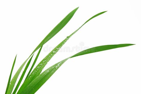 Blade of grass on white background. Blade of grass isolated on white background , #ad, #grass, #Blade, #white, #isolated, #background #ad Grass Drawing, Farm Field, Stop Animal Cruelty, Children's Illustration, Watercolor Landscape Paintings, Art Challenge, Watercolor Landscape, Wild Cats, Wheat