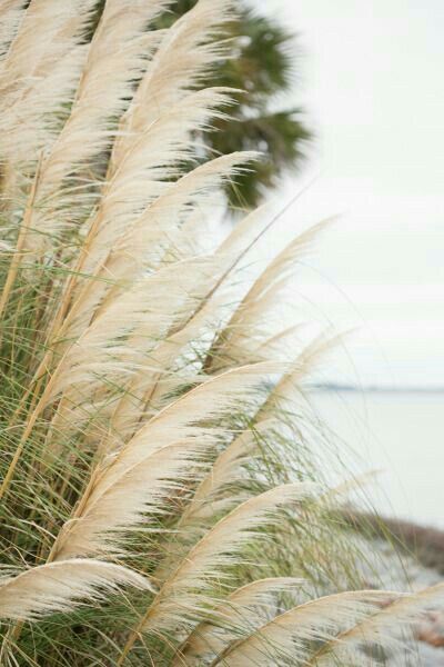 Grass Aesthetic, Beach House Colors, Summer Beach House, Beach Grass, Ocean Girl, Rainbow Beach, Towards The Sun, Green Beach, Clear Blue Water