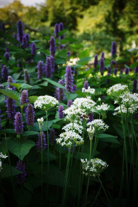 Allium neapolitanum, Agastache foeniculum | KarlGercens.com Allium Neapolitanum, Agastache Foeniculum, Lily Seeds, Plant Varieties, Butterfly Plants, Purple Garden, Blooming Plants, Garden Oasis, Woodland Garden