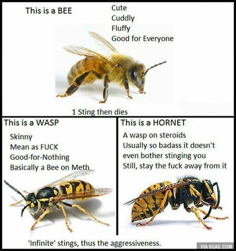 differences between bees, wasps & hornets. good to know! Bees And Wasps, Bee Sting, Yard Care, Bee Friendly, Cottage Ideas, Summer Goals, Save The Bees, Wasp, Hornet