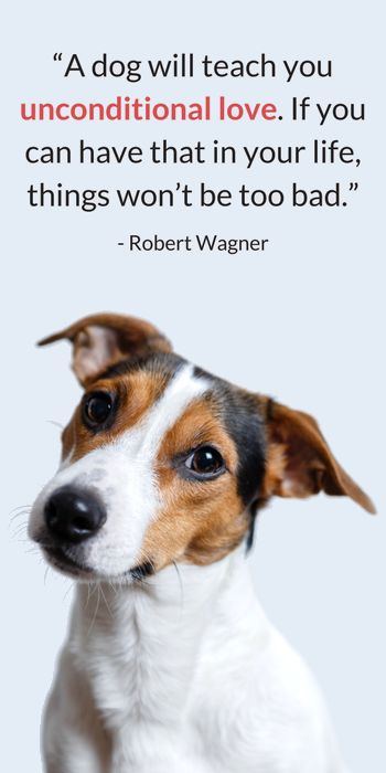 Heartwarming Quotes About Dogs. Our dogs enrich our lives in so many ways. They cheer us up when we’re feeling down, they’re loyal companions, and they’re always happy to see us when we come home.  These quotes are a great reminder of how much love and joy our dogs bring to our lives. Here’s 25 sweet & heartwarming dog quotes. Puppy Love Quotes, Quotes About Dogs, Best Dog Quotes, Heartwarming Quotes, Dog Lover Quotes, Dog Quotes Love, Heart Warming Quotes, Dog Quotes Funny, About Dogs