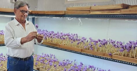 65-YO Teaches How to Grow Saffron in Small Spaces at Home, Earns Rs 3.5 Lakh/Month Grow Saffron, Saffron Seeds, Growing Saffron, Aqua Farm, Growing Raspberries, Hall Room, Inside Garden, Rainwater Harvesting, Prepper Survival