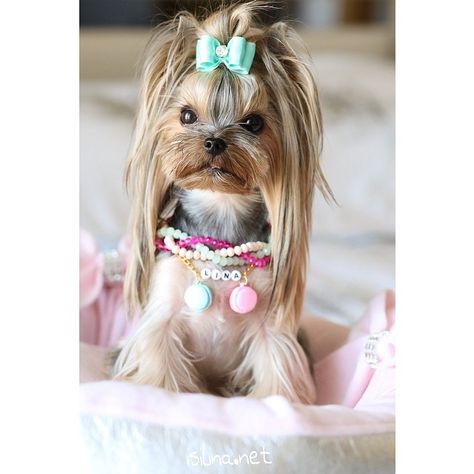 Instagram photo by Lina Chloè • Sep 1, 2014 at 5:18 PM Yorkie Long Hair, Yorkie Haircut, Yorkie Cuts, Yorkie Hairstyles, Yorkie Haircuts, Yorkie Clothes, Morkie Puppies, Yorkie Moms