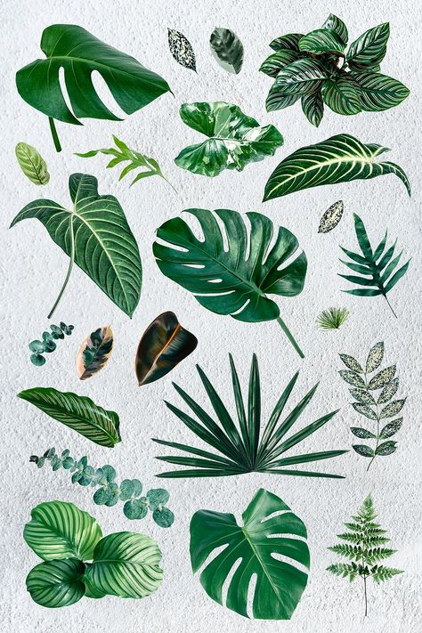 Gren tropical leaf design element set | premium image by rawpixel.com / Adjima Plant Leaves Illustration, Tropical Leaves Tattoo Design, Tropical Leaf Illustration, Tropical Plants Drawing, Tropical Plant Tattoo, Tropical Leaf Tattoo, Tropical Leaf Drawing, Tropical Leaves Drawing, Leave Illustration