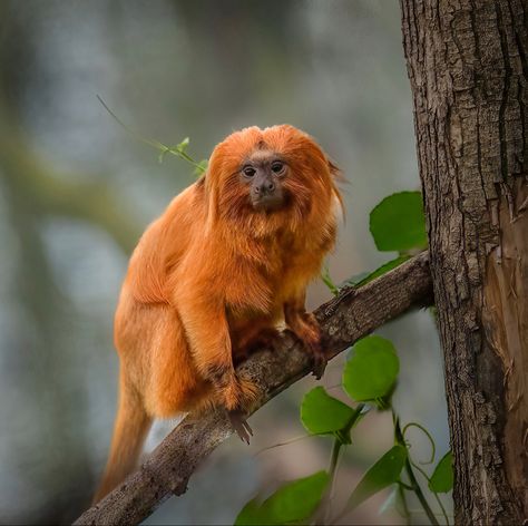 Name: Golden Lion Tamarin (Leontopithecus rosalia); Range: Southeastern Brazil; Status: Endangered Tamarin Monkeys, Monkey Species, Golden Lion Tamarin, Golden Lions, Great Ape, Tamarindo, Tropical Forest, Baboon, Primates