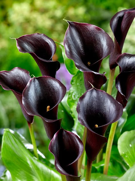 DutchGrown takes great pride in presenting this Calla Lily variety "Captain Beretta" in the USA for the very first time!   Calla Lily Captain Beretta is a floral masterpiece that nearly achieves the perfect black hue. It infuses an exotic and tropical ambiance into any entryway, porch, or patio, elevating your outdoor space to new heights of elegance. This variety is not only visually captivating but also remarkably easy to cultivate. Its blooms, in addition to gracing your garden, serve as impressive cut flowers that add a touch of sophistication to your floral arrangements.   The Calla Lily Captain Beretta was introduced by Kapiteyn, a Dutch bulb breeder, in 2021. It is a hybrid of the Zantedeschia rehmannii and Zantedeschia elliottiana species.    Learn how to grow Calla Lilies  (https: Calla Lillie’s, Alchemy Ingredients, Heirloom Gardening, Calla Lily Bulbs, Black Calla Lily, Black Plants, Entryway Porch, Black Page, Goth Garden