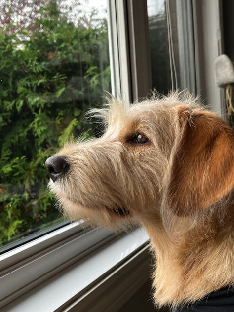 Labradoodle puppy straight haired Labradoodle Straight Hair, Labradoodle Puppy, Labradoodle, Straight Hair, Straight Hairstyles, Puppies, Dogs, Hair