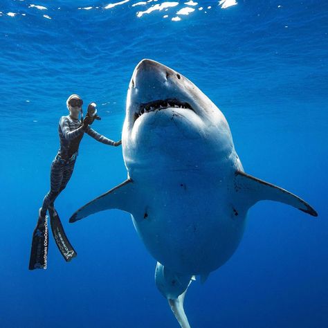 Largest Great White Shark, Shark In The Ocean, Shark Photos, Shark Pictures, Under The Water, Shark Fishing, The Great White, White Sharks, Shark Week