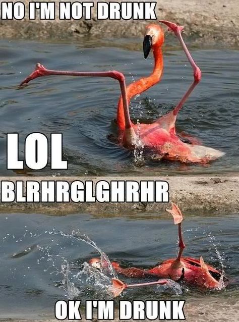 Drunk Flamingo Funny Drunk, Funny Captions, Clipuri Video, Memes Humor, Funny Funny, E Card, Laughing So Hard, Funny Animal Pictures, Memes Funny