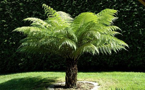 Dicksonia Antarctica, Small Trees For Garden, Tropical Garden Design, Tree Fern, Best Plants, Small Garden Design, Tropical Landscaping, Exotic Plants, Tropical Garden