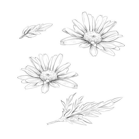 Daisy Flower Drawing, Margarita Flower, Daisy Drawing, Daisy Flower Tattoos, Yellow Daisy Flower, Botanical Sketchbook, Flower Line Drawings, Daisy Tattoo, Print Design Art