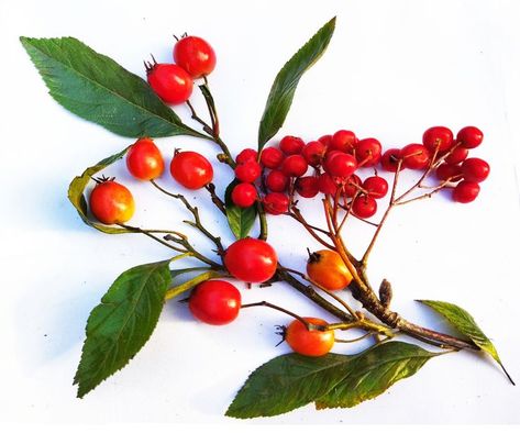 From the collection of winer berries for prints. Winter Berries Photography, Korok Cosplay, Cranberry Plant, Winter Reference, Botanical Photos, Berries Photography, Christmas Botanicals, Winter Produce, Botanical Images