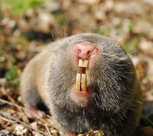 mole rat. Mole Rat, Big Teeth, Cute Beagles, Best Teeth Whitening, Best Dentist, Happy Animals, Health Advice, Oral Health, Cuteness Overload