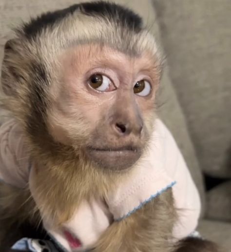 Funny Monkey Pictures, Cute Monkey Pictures, Monkey Memes, Capuchin Monkey, Monkey Pictures, Image Chat, Pet Monkey, A Monkey