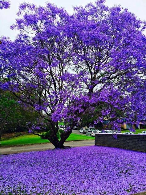 Purple Flowers Lovers 💜 | 💜 | Facebook Colourful Trees, Purple Flowering Tree, Pretty Flowers Pictures, Purple Flowers Garden, Jacaranda Tree, Front Garden Landscape, Pretty Trees, Beautiful Trees, Purple Trees