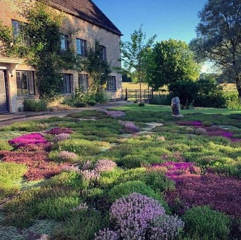 Diarmuid Gavin on Instagram: “A Thyme Lawn created by Alexandra Lloyd, a garden feature who’s Thyme has truly arrived!! A challenging to create but once established it…” Thyme Lawn, Diarmuid Gavin, Chamomile Lawn, Thyme Garden, Moss Lawn, Garden River, River Rock Garden, Lawn Alternatives, Areas Verdes