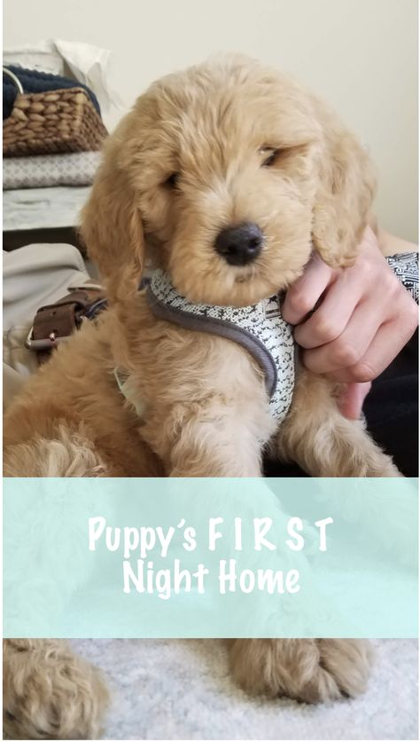 Bringing Home Puppy, First Night With Puppy, Mini Goldendoodle Puppies, Puppy Time, Easiest Dogs To Train, Doodle Puppy, Puppy Training Tips, Goldendoodle Puppy, Training Your Puppy