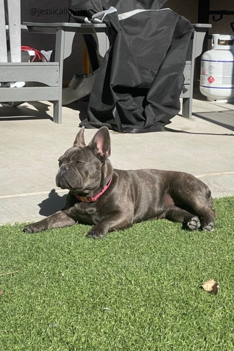 French Bulldog Grown Up, Blue French Bulldog Full Grown, Frenchie Full Grown, French Bulldog Full Grown, Blue French Bulldog, Blue Frenchie, Blue French, French Bulldogs, Grown Up