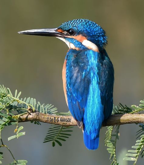 Common kingfisher (Alcedo atthis)... - DrBasawant G Annigeri Nikon D7500, Common Kingfisher, Rare Birds, Cute Birds, Kingfisher, Beautiful Birds, Art Inspo, Nikon, Birds