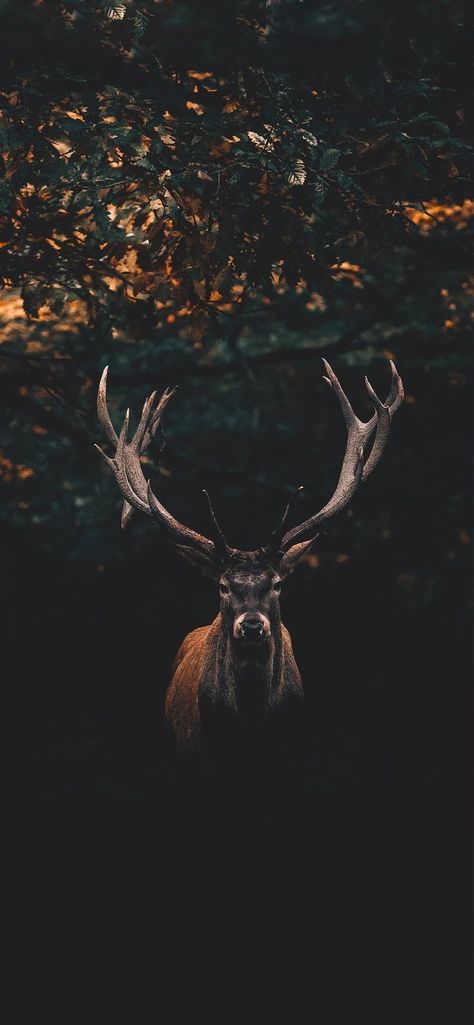 Hunting Backgrounds, Deer Background, Hunting Wallpaper, Deer Wallpaper, Wallpaper Black And White, Deer Photos, Hd Wallpaper Android, 5 Wallpaper, Iphone 5 Wallpaper