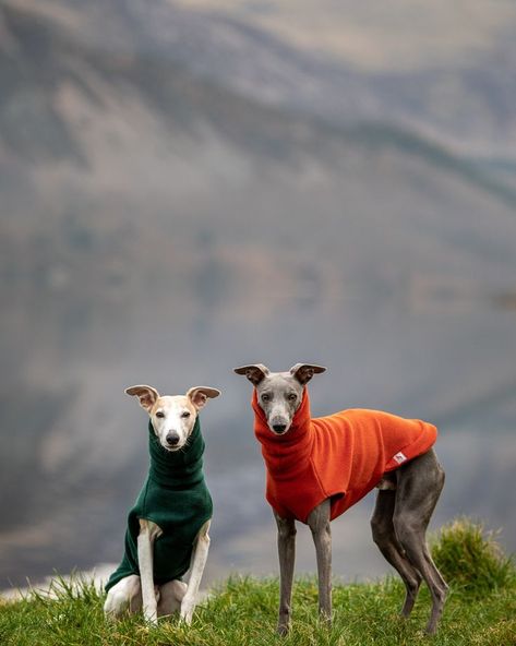 If you could only purchase one item of clothing for your hound, I would strongly suggest any of our Fleece Jumpers for Whippets, the item your dog will get most wear out of as it’s ideal for your hound all year round. Instagram Snap, Whippet, For Dogs, Jumper, Dogs, Animals