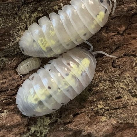 Armadillidium Vulgare "magic Potion" 10ct Isopod by J.K. Zoological - MorphMarket USA Magic Potion Isopod, Armadillidium Vulgare, Pill Bugs, Snail Tank, Millipedes, Pill Bug, Magic Potion, Dairy Cows, Reptiles And Amphibians