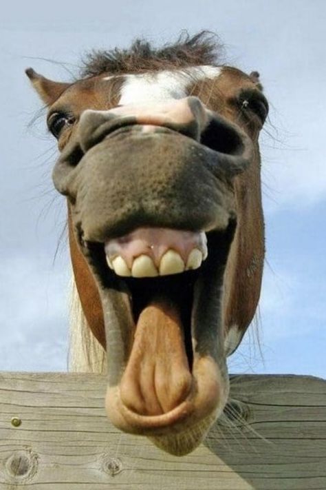 funny animals Rare Horses, Big Teeth, Rodeo Life, Horse Tips, Laugh A Lot, Funny Horse, Cartoon Faces, Cute Horses, Animal Jokes