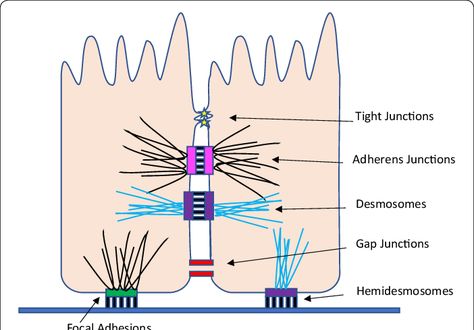 Cell adhesion molecules, Cell junctions types, definition & function Cell Junctions, Cell Junction, Gap Junction, Basement Membrane, Basal Cell, Tissue Types, Cell Line, Cell Membrane, Cardiovascular System