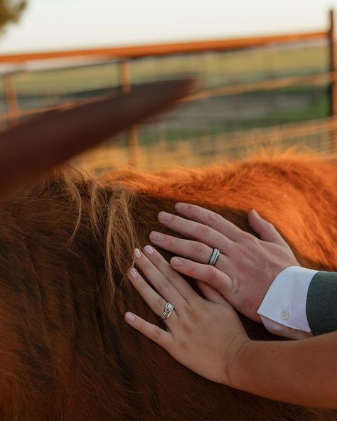 Them: ”CAN WE TAKE SUNSET PHOTOS WITH THE COWS?!” Me: Uhm absolutely! Eeek I felt so lucky Hadley & Mariya chose me to capture their wedding day… I’m a sucker for backyard weddings 🥲 They had their ceremony and reception on her uncle’s farm which meant we got to take sunset photos with the cutest highland cows!! It was such a memorable day, and I’m so happy these two finally sealed the deal!! 📸🐮🌅 #twinfallsidahoweddings #twinfallsidahoweddingphotographer #twinfallswedding #twinfallsphotogr... Wedding With Cows, Highland Cow Wedding, Cow Wedding, Hand Fasting, Twin Falls Idaho, Country Cow, Backyard Weddings, Chose Me, Future Farms