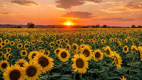 Incredible sunflower photos from across Denver and Colorado | 9news.com Drawing Subjects, Field Pictures, Cross Stitch Sunflower, Sunflower Sunset, Sunflower Photo, Sun Flowers, Mosaic Decor, Happy Flowers, Sunflower Fields