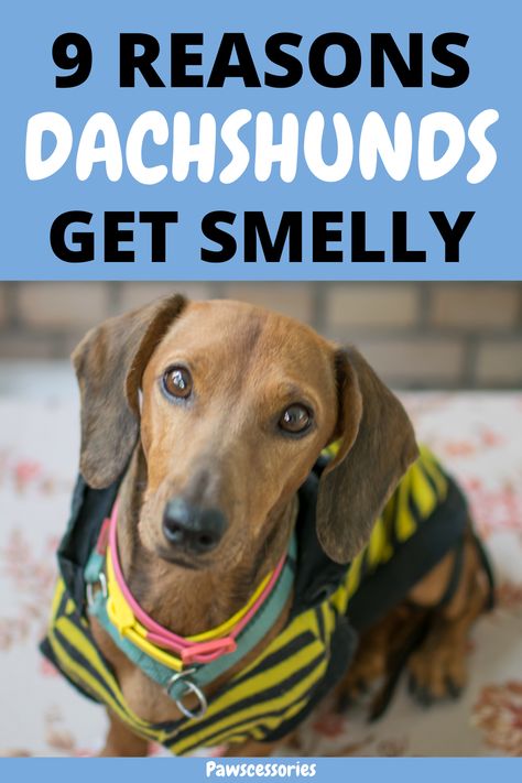 In this post you’ll discover the top 9 reasons why your dachshund smells as well as 8 ways to keep them smelling fresh. Some are easy solutions while others require immediate or even medical attention. Dachshunds Puppies, Dachshund Bed, Dachshund Facts, Dachshund Training, Baby Dachshund, Dog Smells, Body Smells, Mini Dachshund, Dog Shampoo