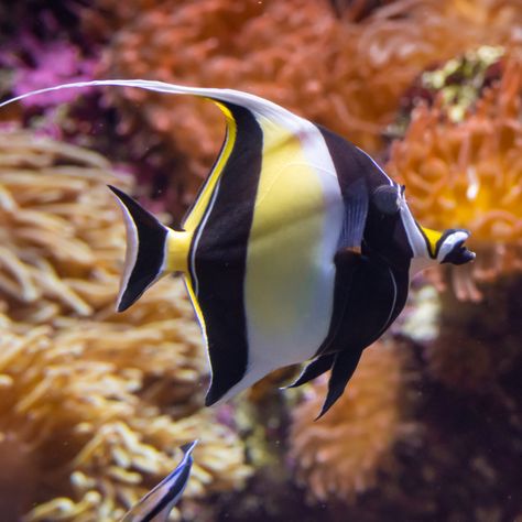 Moorish Idol Fish in the SEA aquarium Mermay Inspiration, Moorish Idol Fish, Reef Animals, Coral Reef Animals, Moorish Idol, Saltwater Aquarium Fish, Sea Aquarium, Animal Photography Wildlife, Fish In The Sea