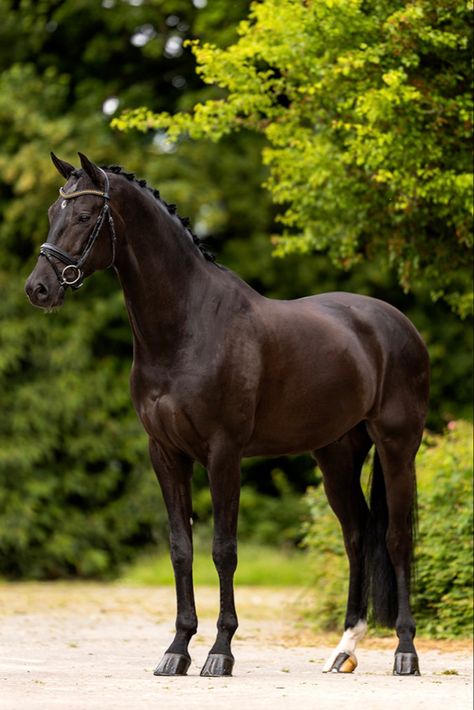 Dark Brown Horse Aesthetic, Bay Dutch Warmblood, Dutch Warmblood Horse, Dark Bay Horse, Dark Brown Horse, Brown Horses, Standing Horse, Horse Standing, Dutch Warmblood