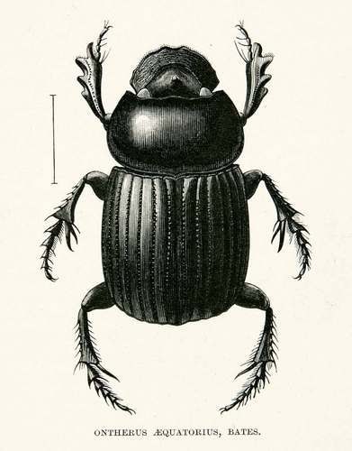 1891 Wood Engraving Bates Whymper Entomology Ontherus Aequatorius Beetle Andes | eBay Beetle Drawing, Beetle Illustration, Dung Beetle, Beetle Tattoo, Dotted Drawings, Bug Tattoo, Beetle Insect, Bug Art, Animal Study