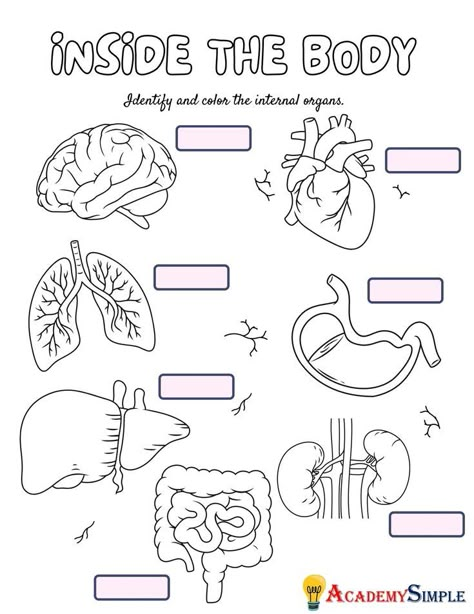 Science Worksheets Grade 2, Skeleton Body Parts, Body Parts Activity, Body Parts Worksheet, Anatomy Worksheets, Human Body For Kids, Worksheets Grade 2, Human Body Worksheets, Human Respiratory System